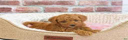 Cavapoo dogs for sale: Sugar - Ad 2