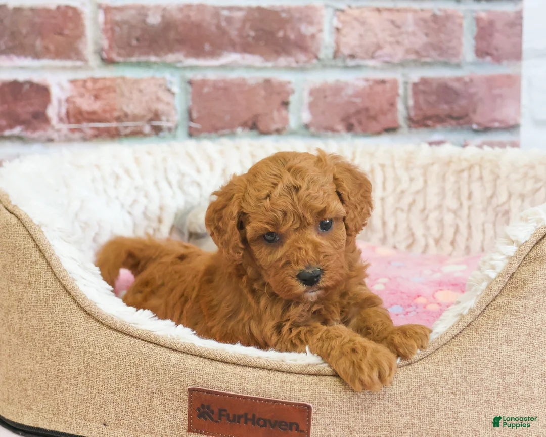 Cavapoo dogs for sale: Sugar - Ad 2
