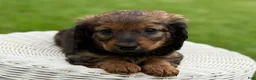 Miniature Dachshund dogs for sale: Mila - Ad 3