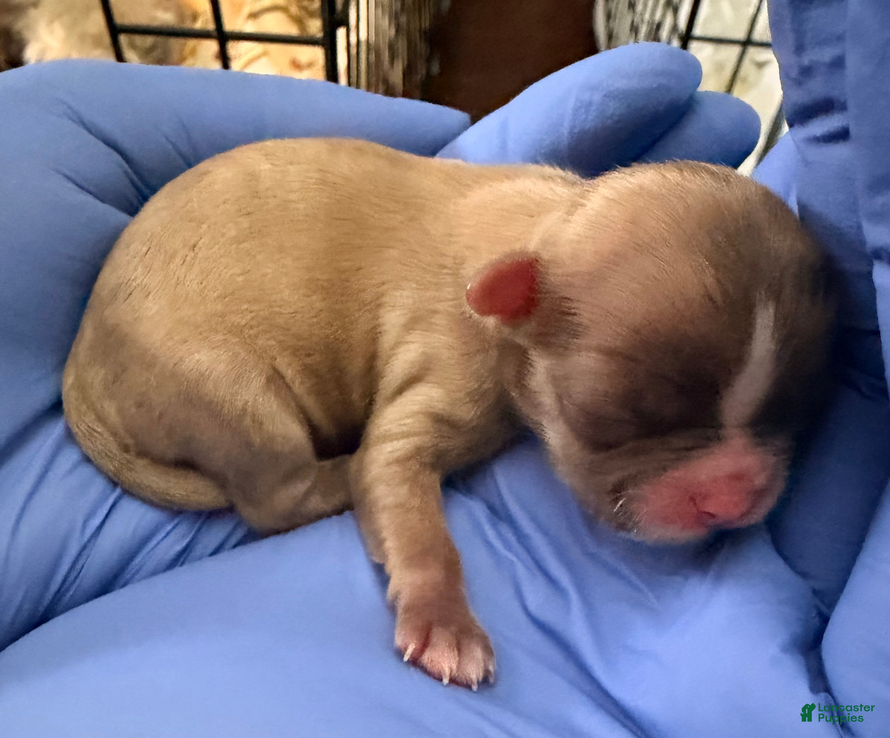 Shih Tzu dogs Shih Tzu Puppy 4 - Ad 10