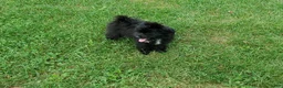 Mixed Breed dogs for sale: Fern - Ad 6