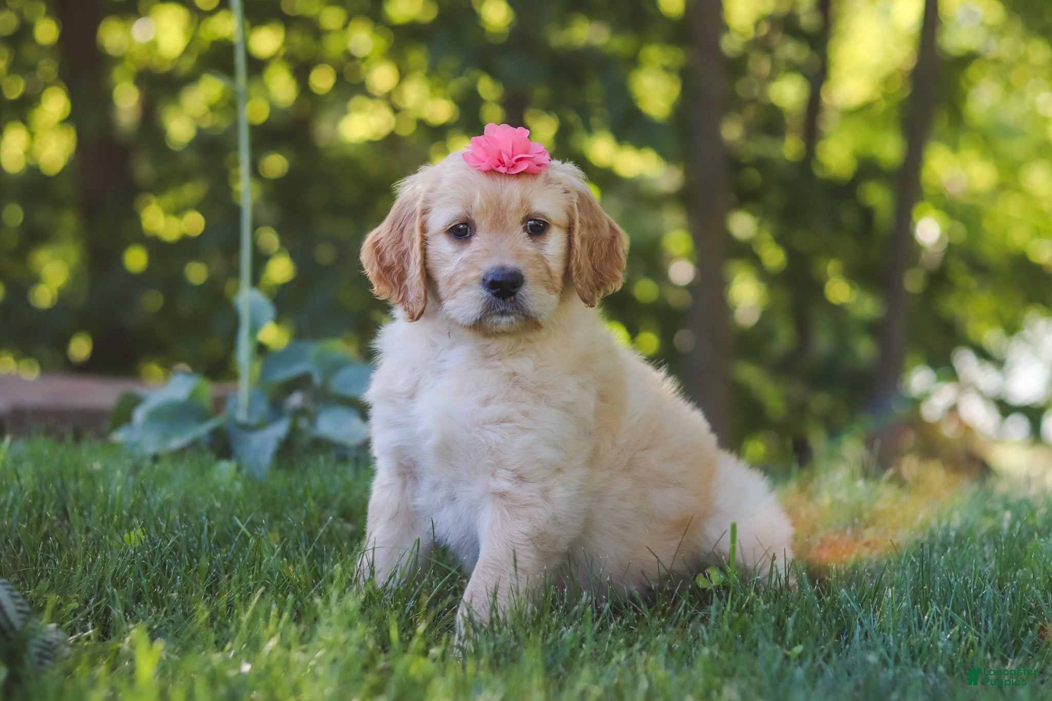 Mixed Breed dogs Jasmine - Ad 2