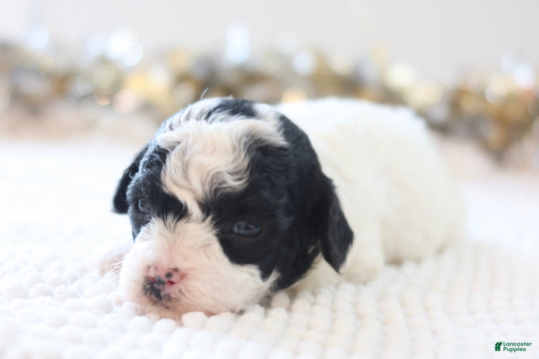 Toy Poodle dogs for sale: Holly - Ad 6