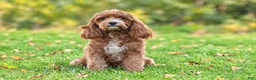 Cavapoo dogs for sale: Fabian - Ad 9