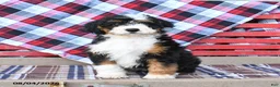 Mini Bernedoodle dogs for sale: Stella - Ad 3