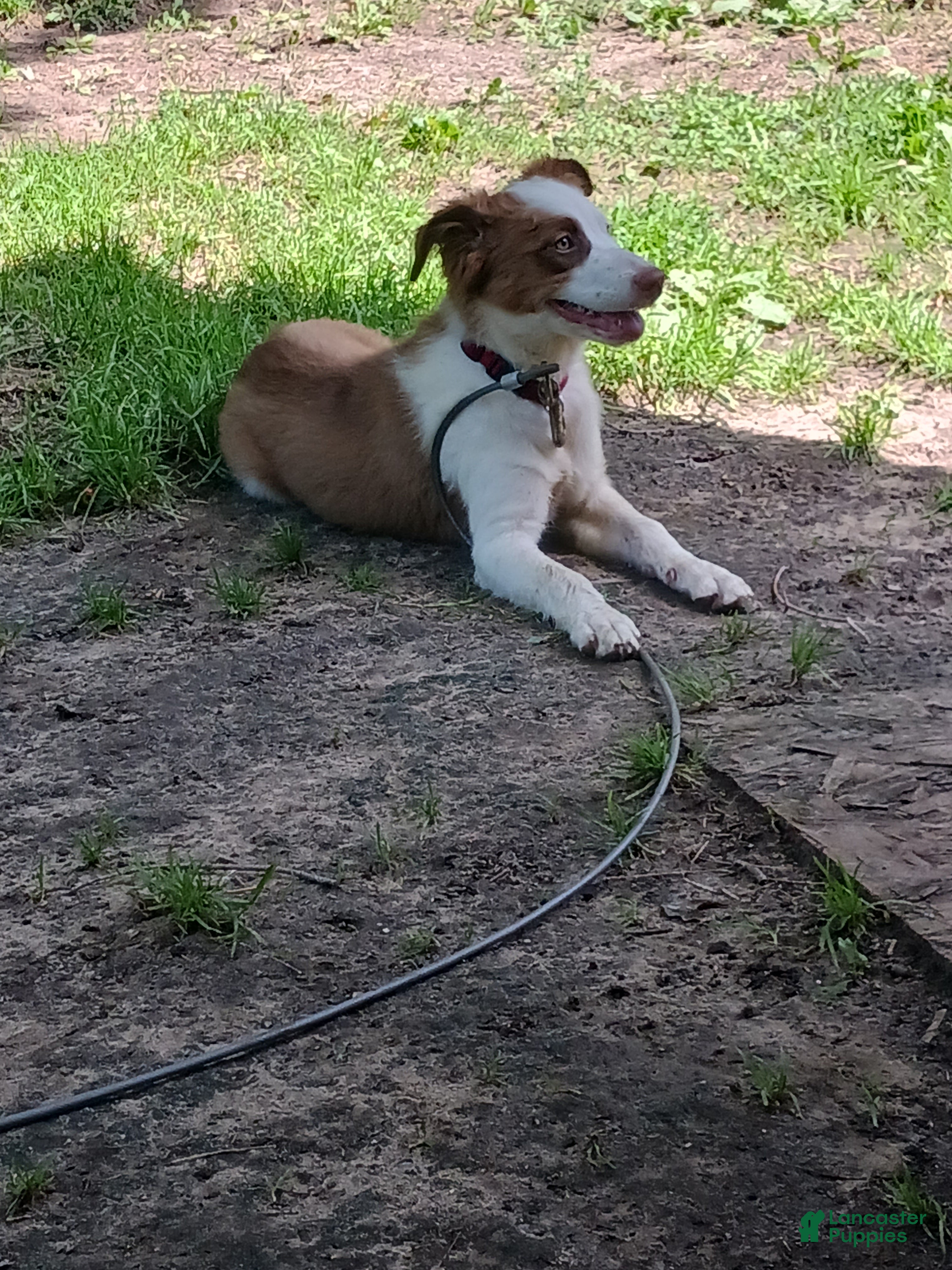 Mixed Breed dogs Tedi - Ad 2