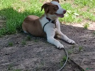 Offset Border Border Collie mix Puppies for sale | Lancaster Puppies