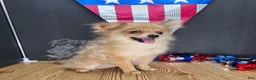 Pomeranian dogs for sale: Pepper's Long Shot - "Archer" - Ad 34