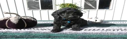 Mini Goldendoodle dogs for sale: Mini Goldendoodle 6 Riley - Ad 2
