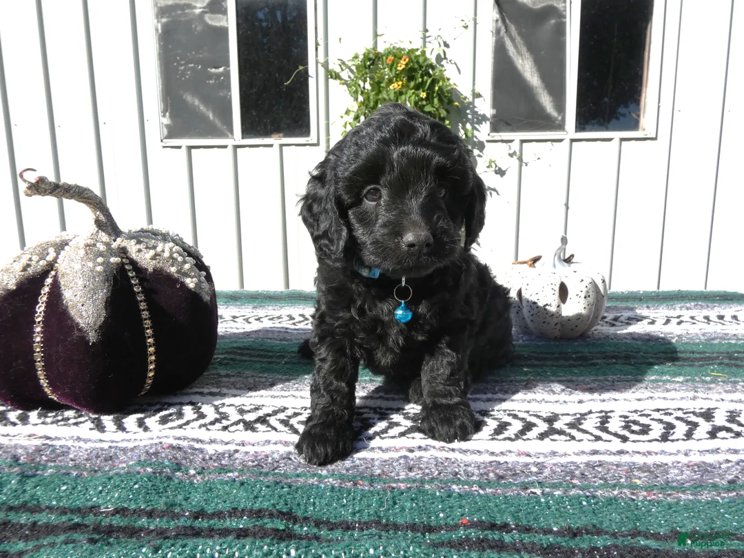 Mini Goldendoodle dogs for sale: Mini Goldendoodle 6 Riley - Ad 2