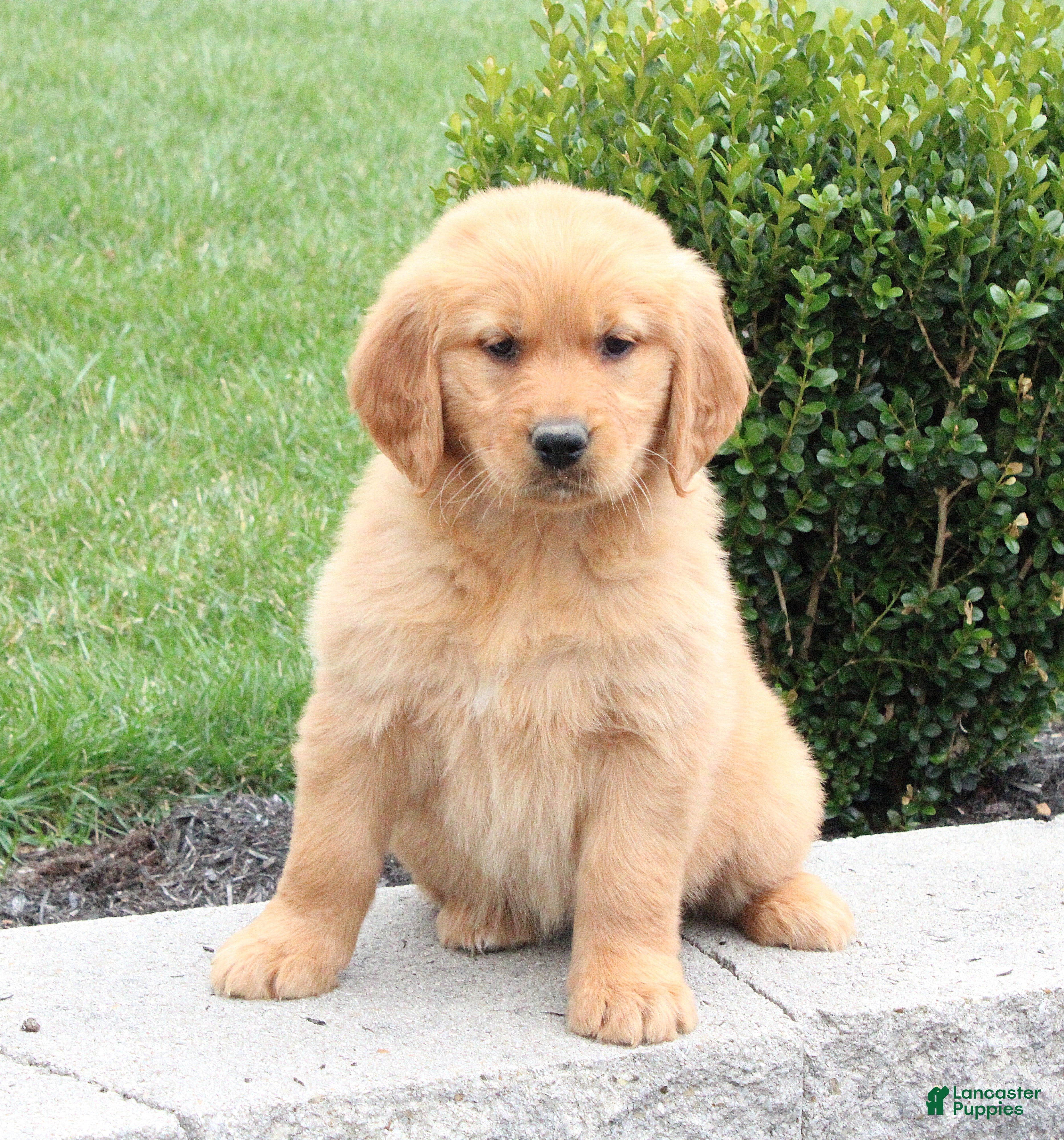 Golden Retriever dogs Jenny - Ad 1