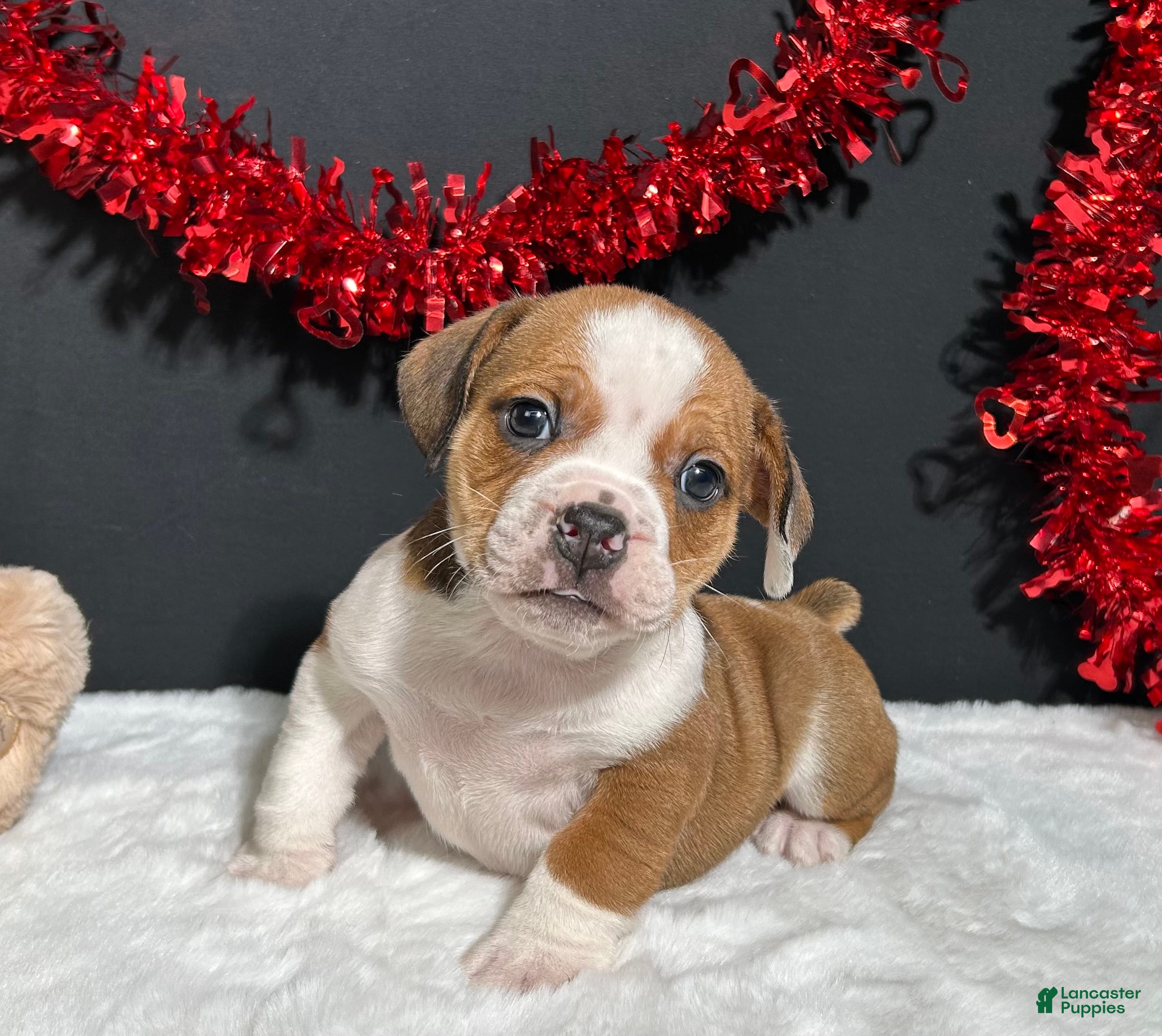 Beabull dogs Brodie - Ad 4