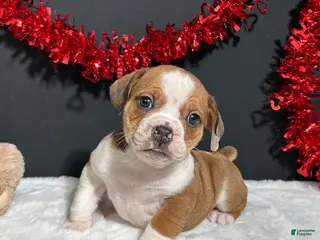 Beabull dogs Brodie - Ad 4