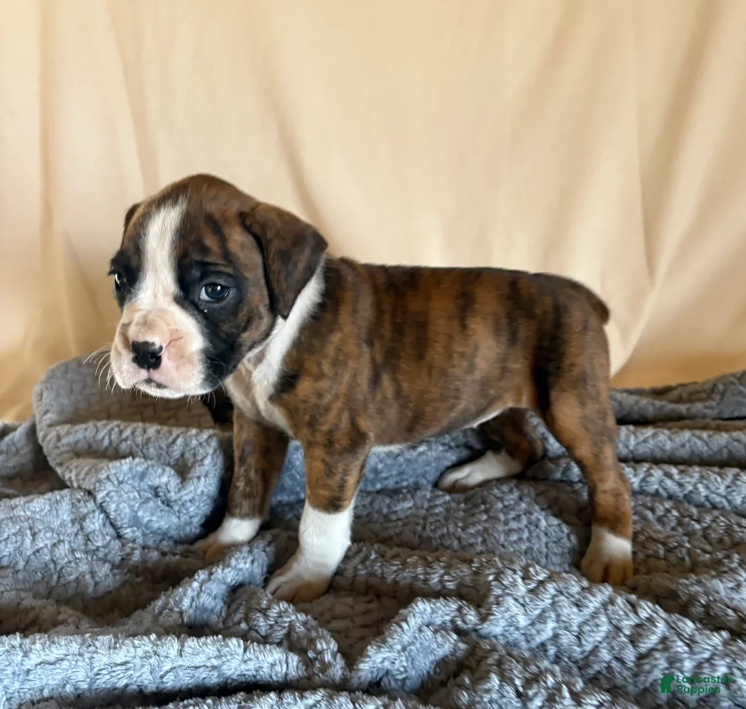 Boxer dogs for sale: Boxer Puppy 2 - Ad 2