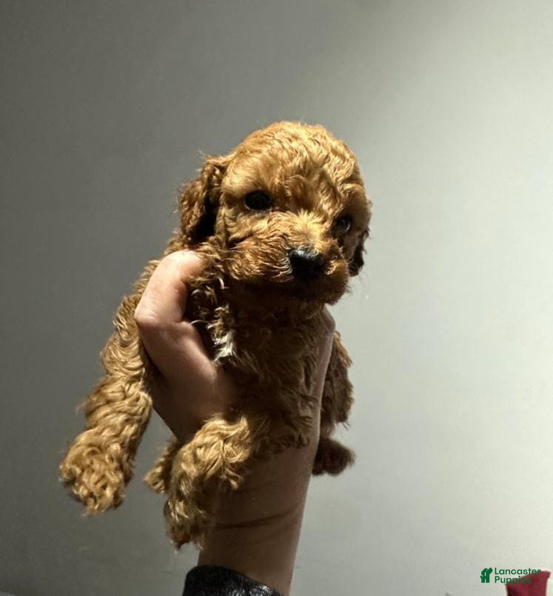 Toy Poodle dogs for sale: Lucia - Ad 11