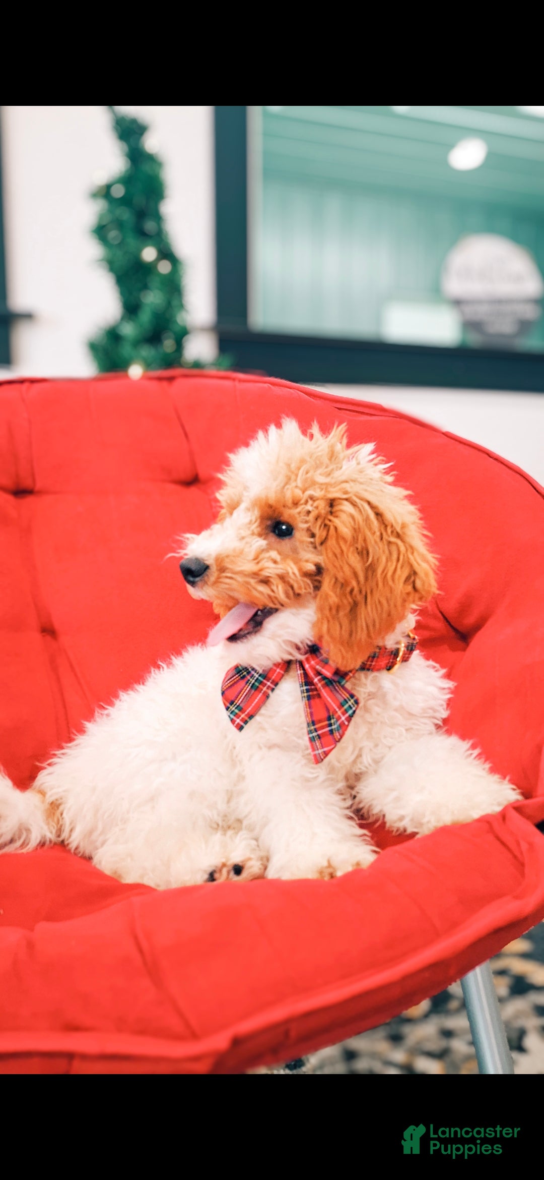 Mini Goldendoodle dogs Blossom - Ad 18