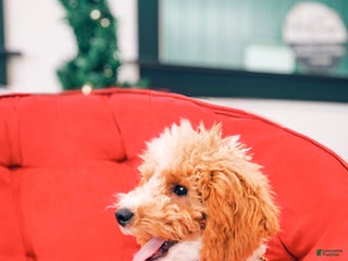 Mini Goldendoodle dogs Blossom - Ad 16