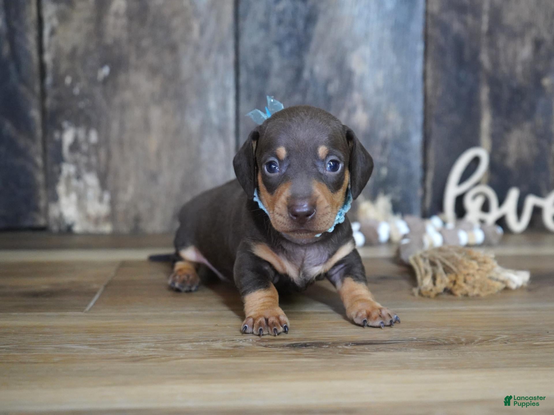 Miniature Dachshund dogs Boone - Ad 22