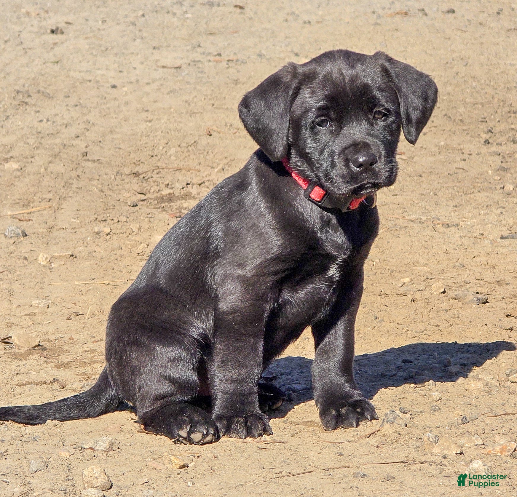 Mixed Breed dogs Buddy-  Puppy 1 - Ad 9