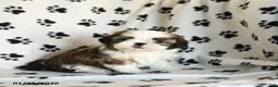 Shih Tzu dogs for sale: Oscar - Ad 2