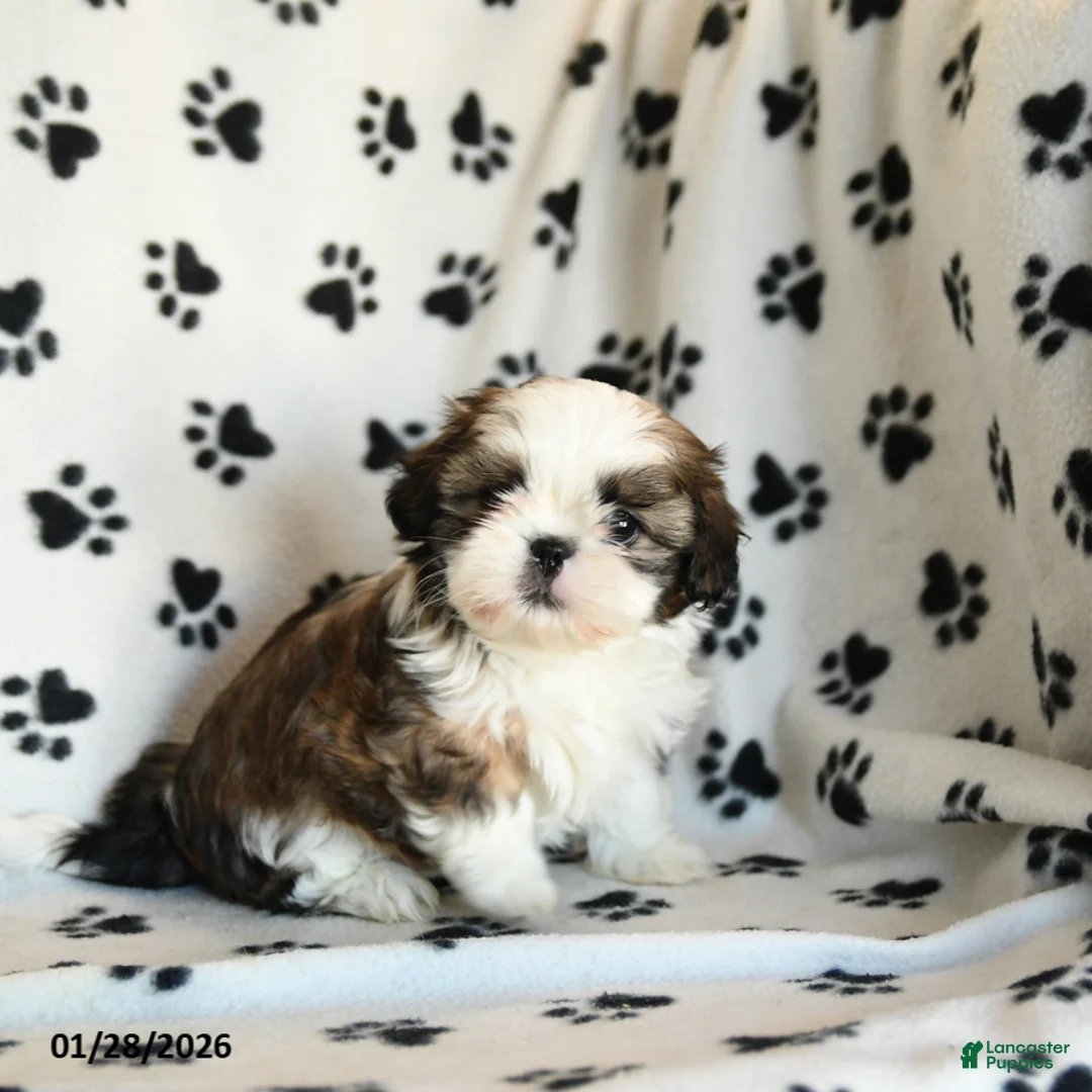 Shih Tzu dogs for sale: Oscar - Ad 2