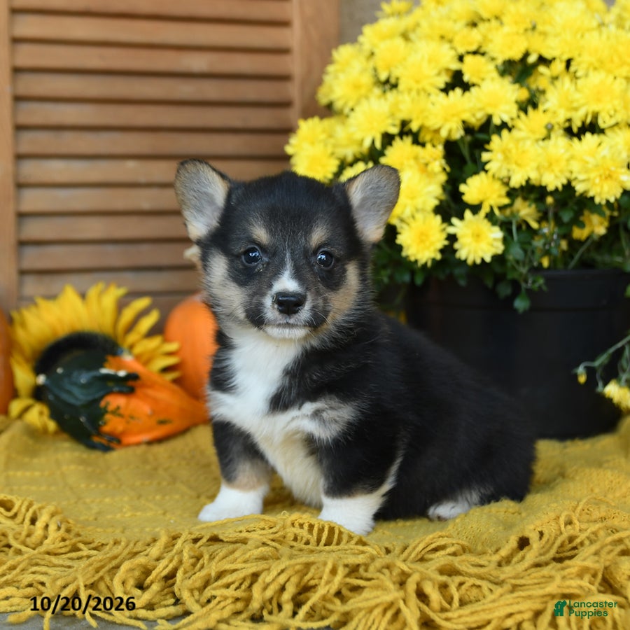 Welsh Corgi Pembroke dogs for sale: Dafydd - Ad 1