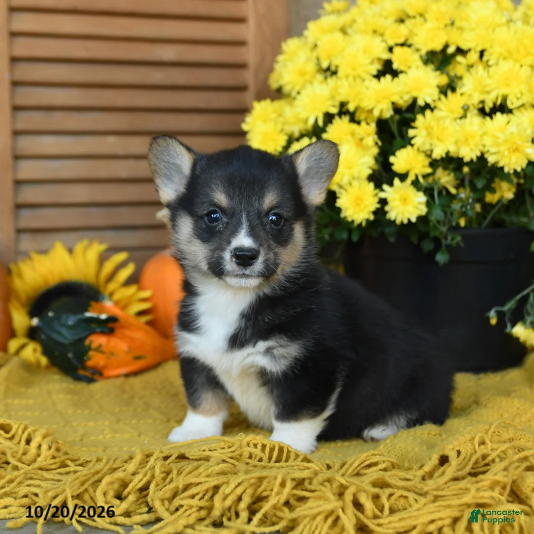 Welsh Corgi Pembroke dogs for sale: Dafydd - Ad 1