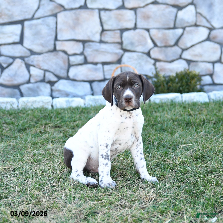 German Shorthaired Pointer dogs Rocco - Ad 1