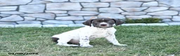 German Shorthaired Pointer dogs for sale: Rocco - Ad 1