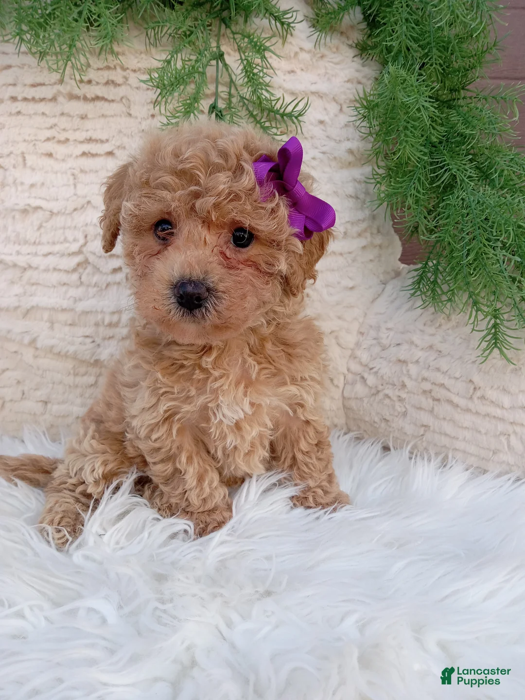 Bichpoo dogs for sale: Jazzy - Ad 3