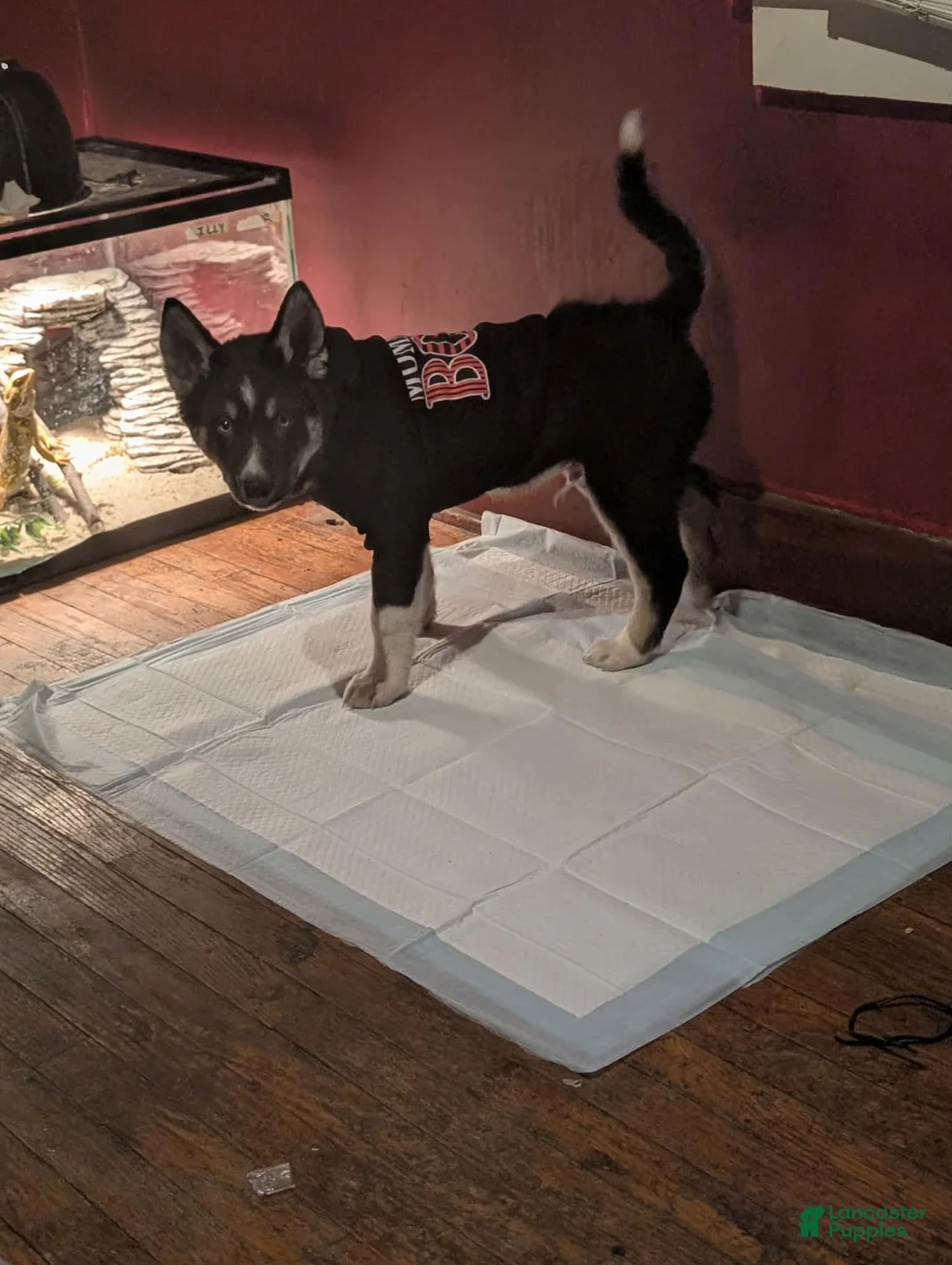 Siberian Husky dogs for sale: Siberian Husky Puppy 1 - Ad 1