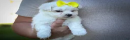 Maltese dogs for sale: Miley💜 - Ad 10