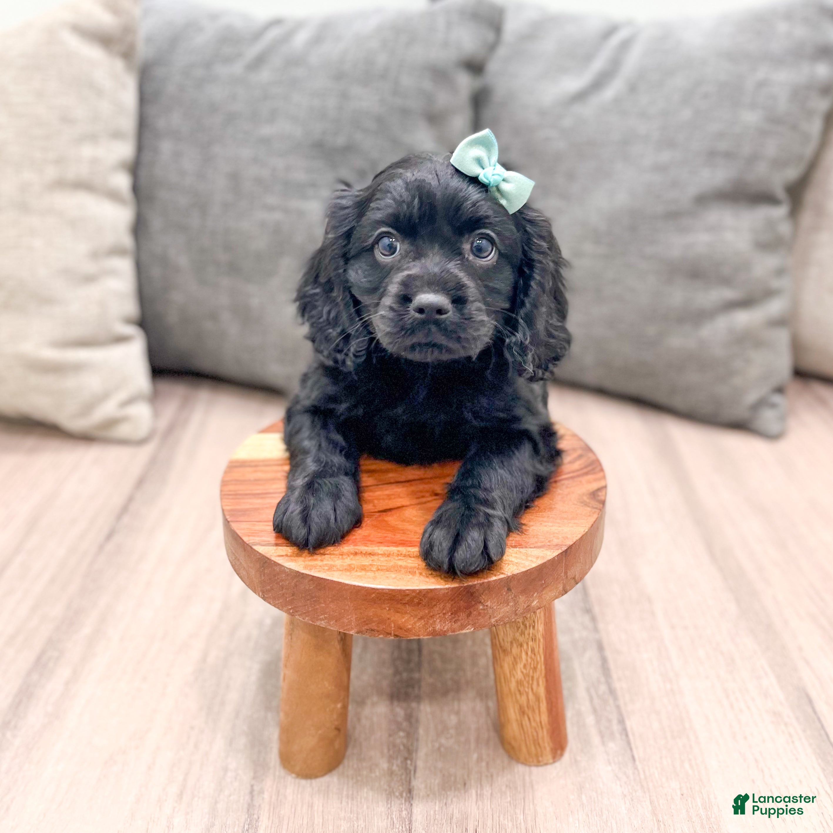 Cavapoo dogs Shadow - Ad 2