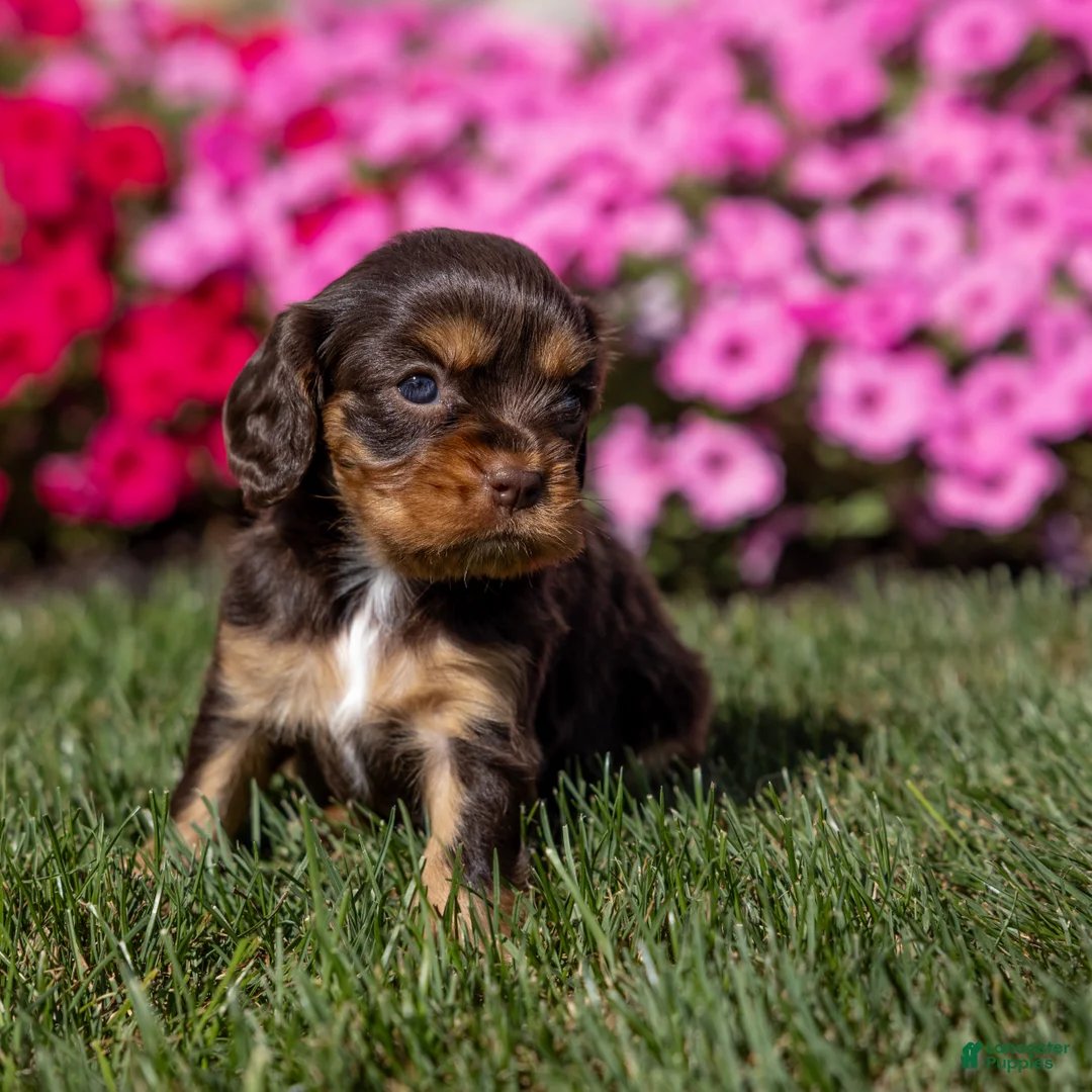 Cavalier King Charles Spaniel dogs for sale: Mia - Ad 1