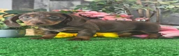 Dachshund dogs for sale: Duke - Ad 4