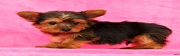 Yorkshire Terrier dogs for sale: Buddy - Ad 9