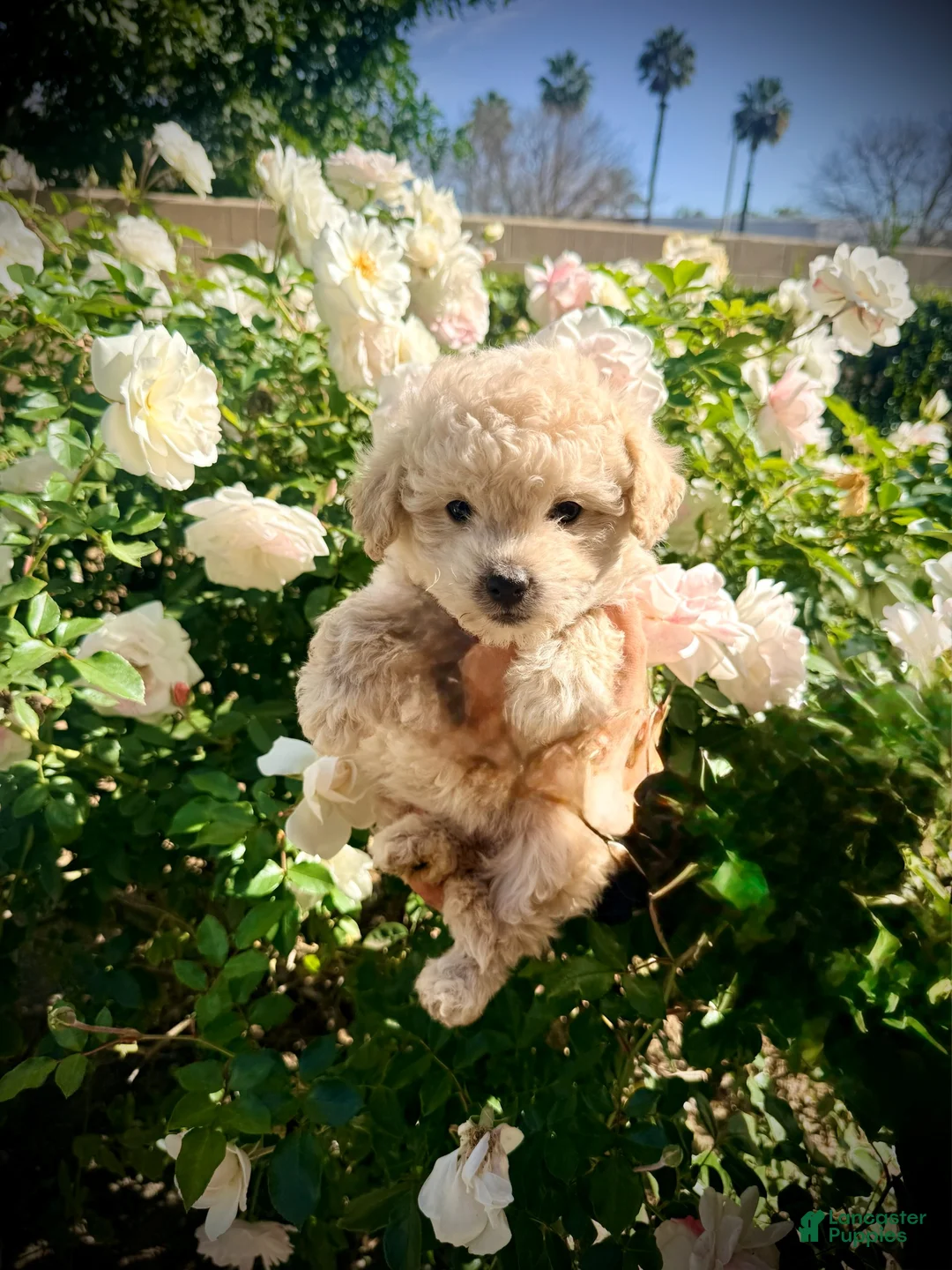 Maltipoo dogs for sale: Bethany  - Ad 1