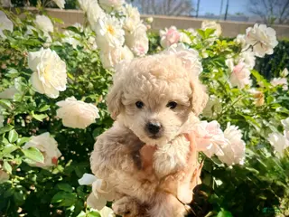 Maltipoo dogs Bethany - Ad 4