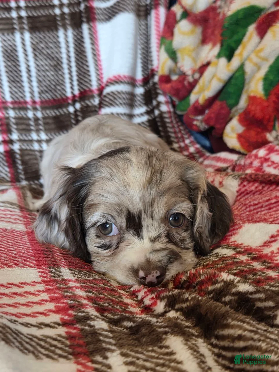 Mixed Breed dogs for sale: Latte  - Ad 5