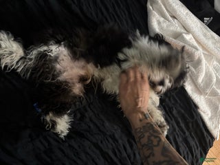 Shihpoo dogs Shihpoo Puppy 1 - Ad 31