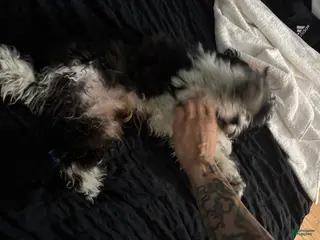 Shihpoo dogs Shihpoo Puppy 1 - Ad 17