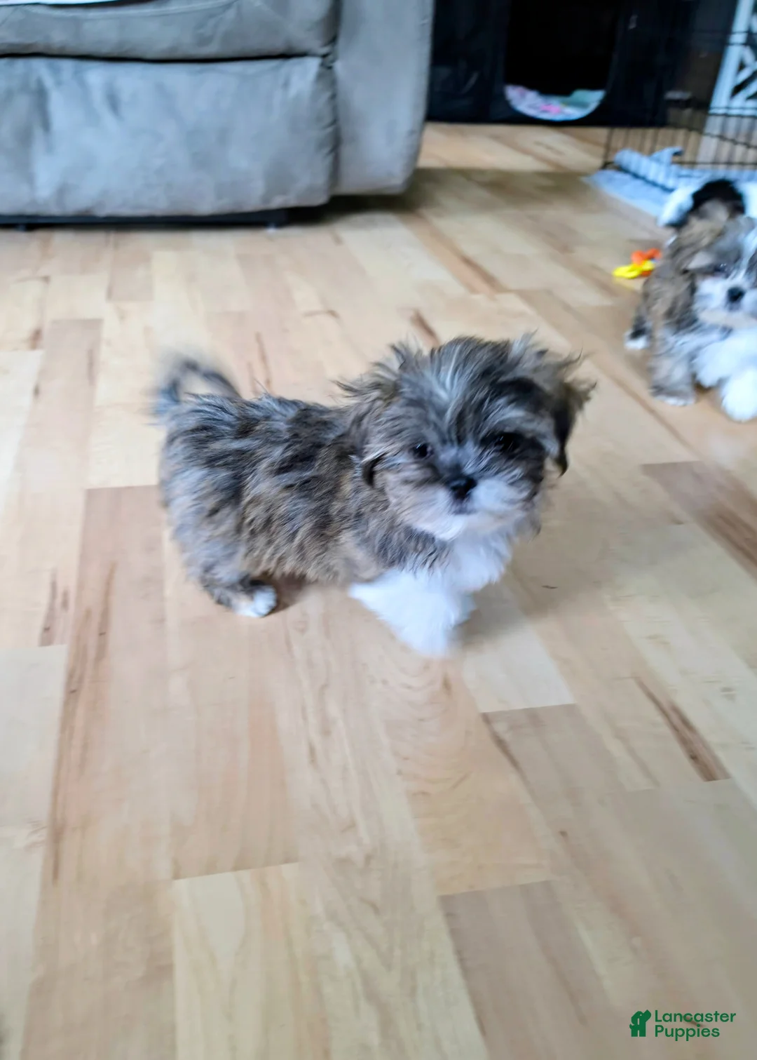 Lhasa Apso dogs for sale: Spice - Ad 1