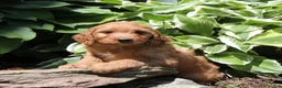 Irish Doodle dogs for sale: Ralph - Ad 3