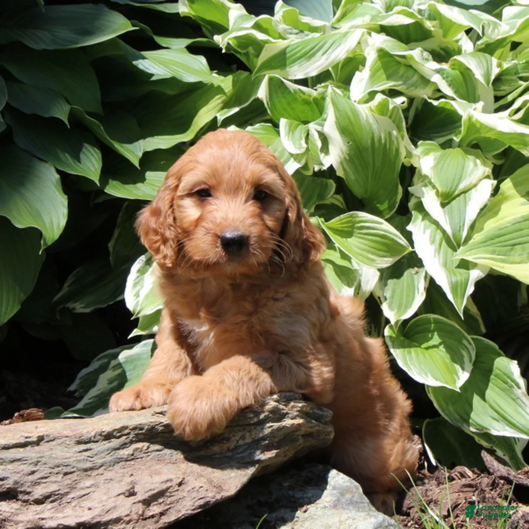 Irish Doodle dogs for sale: Ralph - Ad 3