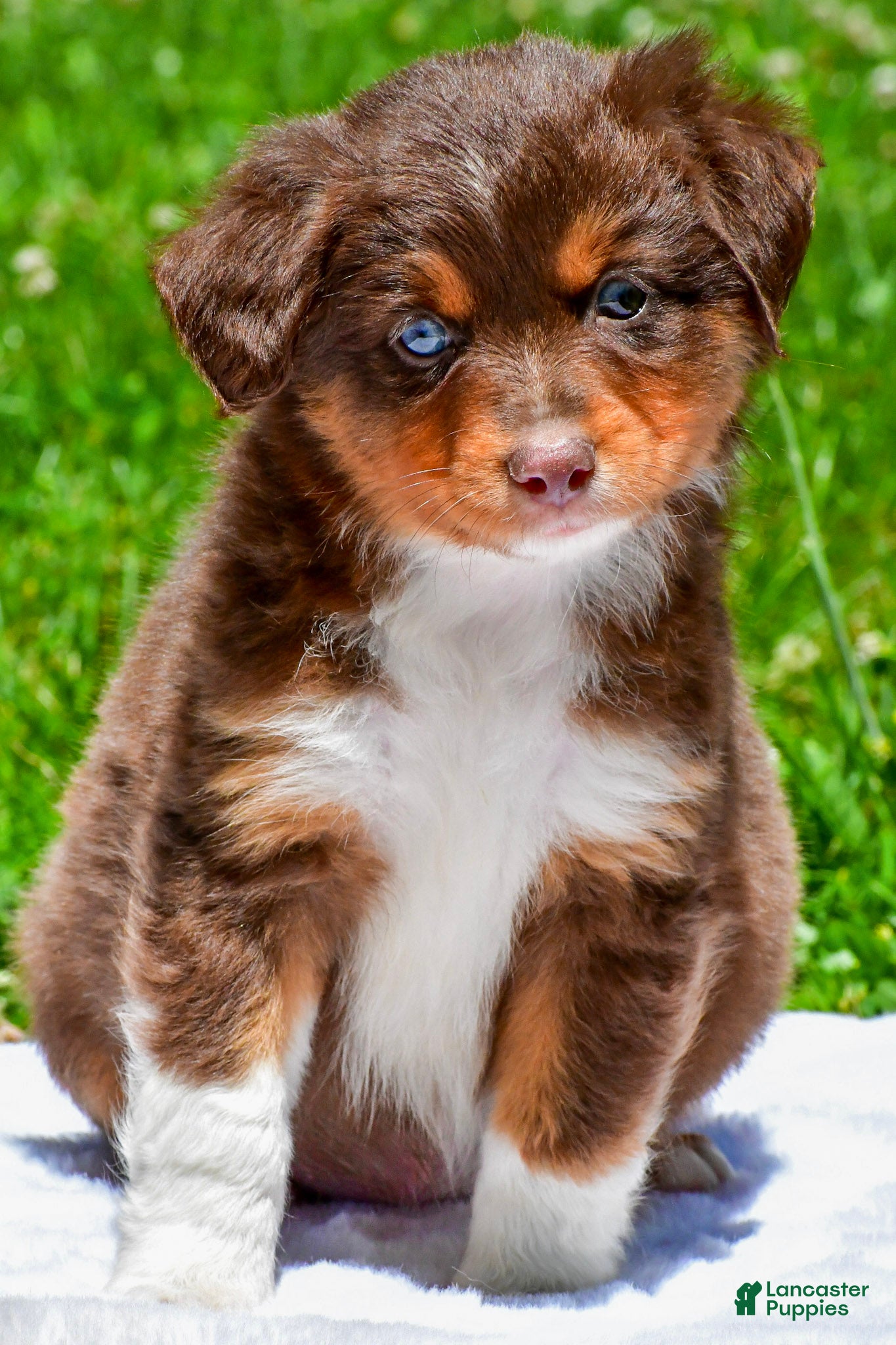 Miniature Australian Shepherd dogs Freddy - Ad 2