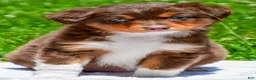 Miniature Australian Shepherd dogs for sale: Freddy - Ad 2