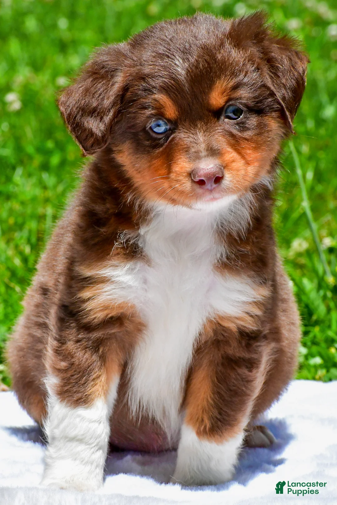 Miniature Australian Shepherd dogs for sale: Freddy - Ad 2