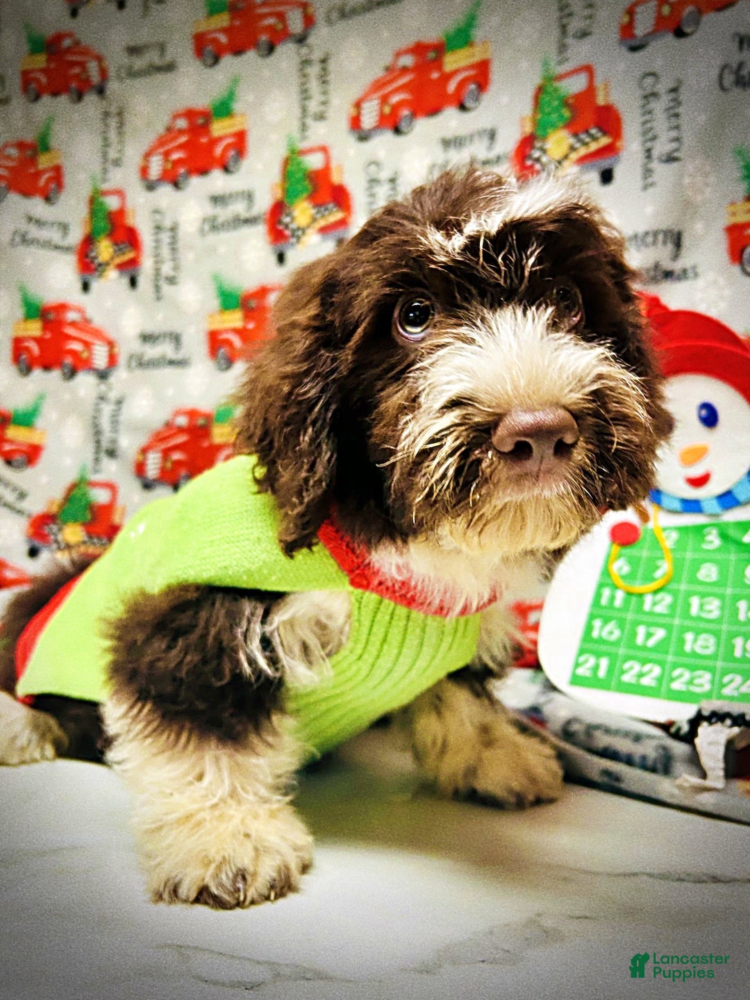 Havapoo dogs for sale: Pilot - Ad 10