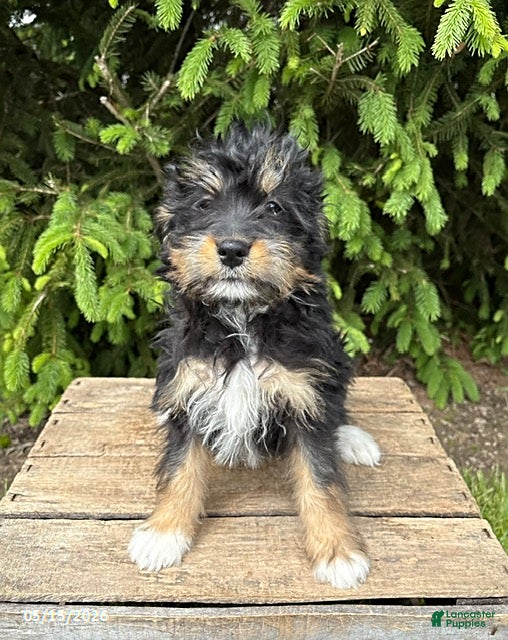 Bernedoodle dogs Boaz - Ad 1