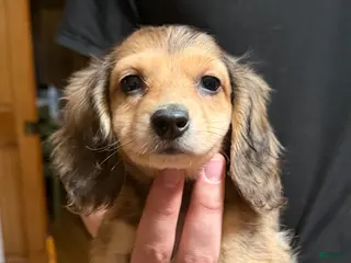 Miniature Dachshund dogs Eng cream dapple - Ad 30
